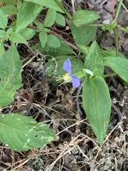 Commelina
