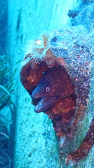 Muraena helena