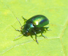 Chrysomelinae