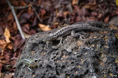 Microlophus indefatigabilis