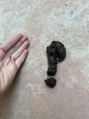 Didelphis virginiana