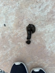 Didelphis virginiana