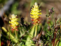Lachenalia lutea