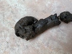 Didelphis virginiana