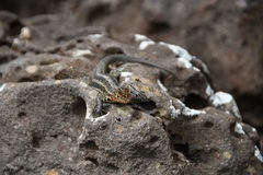 Microlophus indefatigabilis