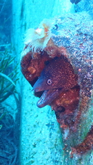Muraena helena
