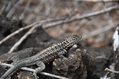 Microlophus indefatigabilis