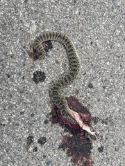 Crotalus viridis