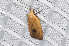 Agonopterix posticella