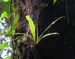 Elaphoglossum raywaense
