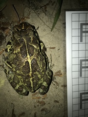 Sclerophrys pantherina