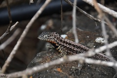 Microlophus indefatigabilis