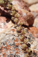 Crassula muscosa muscosa