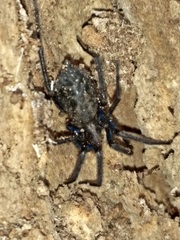 Tegenaria domestica