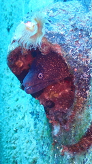 Muraena helena