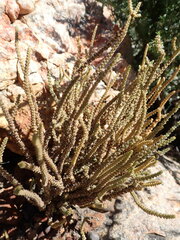 Crassula muscosa muscosa