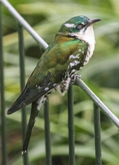 Chrysococcyx caprius