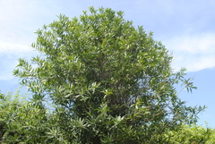 Forchhammeria pallida