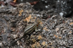 Microlophus indefatigabilis