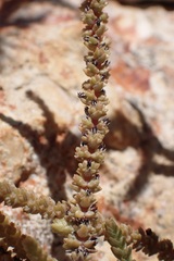 Crassula muscosa muscosa