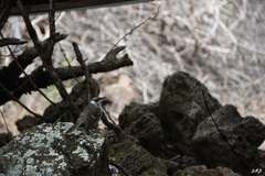 Mimus parvulus