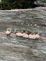 Trametes versicolor