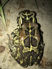 Sclerophrys pantherina