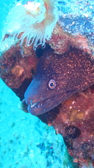 Muraena helena