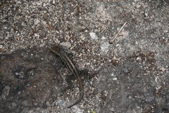 Microlophus indefatigabilis