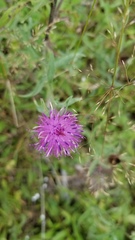 Centaurea nigra