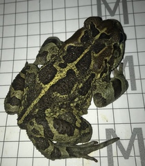 Sclerophrys pantherina