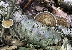 Daedaleopsis confragosa