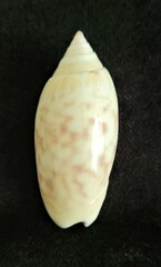 Oliva reticularis