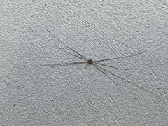 Dicranopalpus ramosus