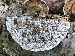 Daedaleopsis confragosa