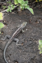 Microlophus indefatigabilis