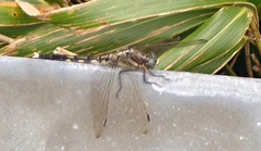 Orthetrum albistylum speciosum