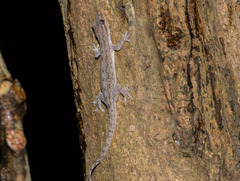 Hemidactylus frenatus