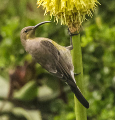 Nectarinia famosa
