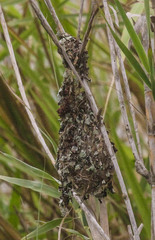 Cinnyris bifasciatus