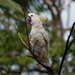 Triton Cockatoo - Photo (c) Jonathan M, some rights reserved (CC BY-NC), uploaded by Jonathan M