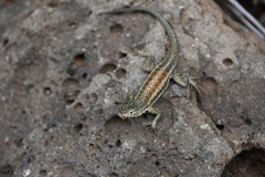 Microlophus indefatigabilis