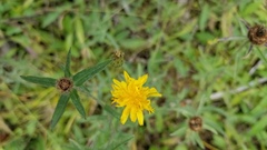 Hieracium lachenalii