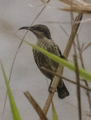 Cinnyris bifasciatus