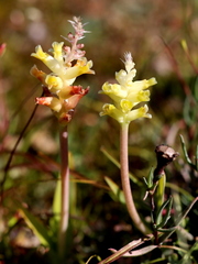 Lachenalia lutea
