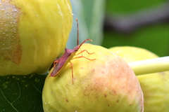 Gonocerus insidiator