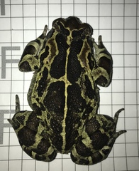 Sclerophrys pantherina