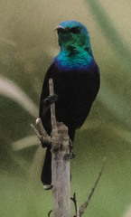 Cinnyris bifasciatus microrhynchus