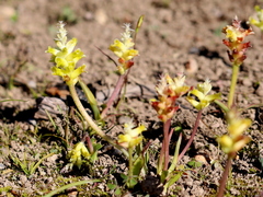 Lachenalia lutea