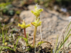 Lachenalia lutea